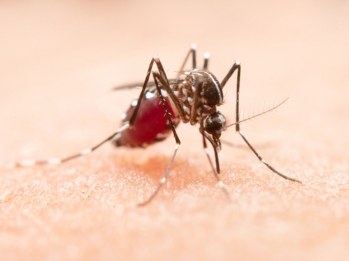 Conoce las secuelas más comunes del dengue 