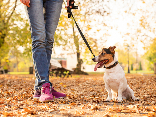 Cuidado con estas lesiones cuando saques a pasear a tu perro